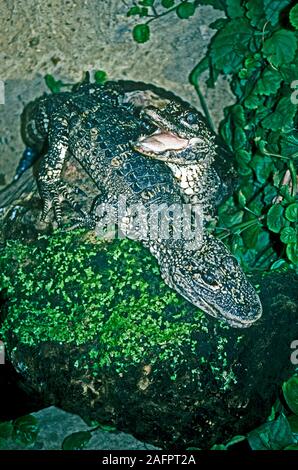 L'alligator de Chine (Alligator sinensis). Deux mineurs. Banque D'Images