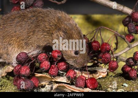 Campagnol roussâtre Clethrionomys glareolus tombé à la recherche de petits fruits d'aubépine ou 'Haws' (Crataegus monogyna) UK Banque D'Images