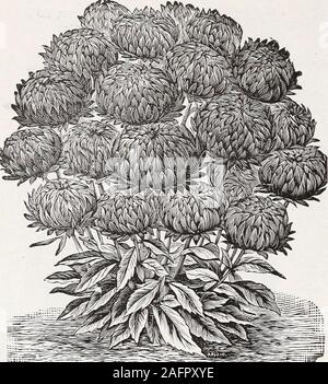 . Dingee guide de culture rose. Dingee asters. Peony-Flowered Truffauts Asters choix mixte Perfection-Double, grandes, belles fleurs incurvés. 30 couleurs. Pkt., 10c ;  %. oz., 50e. Semples forte ramification-producteur. Beau double flux-ers. Toutes les couleurs. Pkt., 10c. Reine de l'économie de marché au début de la floraison, de propagation de l'habitude.Excellent pour la coupe. L'autre variété, *4 oz., 25c. Inseparate de couleurs, pourpre, bleu foncé, rose et blanc. Comète géante-Beau fleurs, ressemblant à Chrysanthe-mamans. Dans des couleurs, blanc, rose, bleu foncé, beige et rouge. Pkt., 10c. Victoria-fleurs grandes et double. En se Banque D'Images