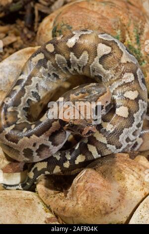 PYTHON Python curtus (sang). Hatchling a émergé d'un oeuf. Originaire de Malaisie, Bornéo et Sumatra, en Asie du sud-est. Banque D'Images