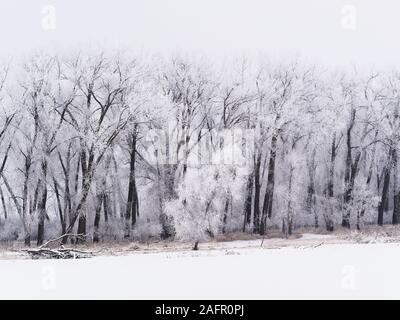 North Sioux City, South Dakota, USA. Dec 16, 2019. Sur un matin brumeux, givre, un dépôt de l'aiguille, comme des cristaux de glace se forment sur le sol ou près du sol par condensation directe à des températures sous le point de congélation, les arbres et les autres végétaux à l'Adams Homestead et préserver la nature dans la région de North Sioux City, Dakota du Sud Lundi, 16 décembre 2019. Credit : Jerry Mennenga/ZUMA/Alamy Fil Live News Banque D'Images