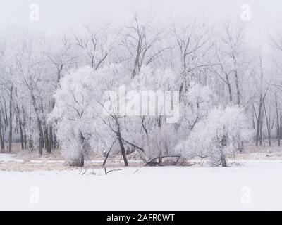 North Sioux City, South Dakota, USA. Dec 16, 2019. Sur un matin brumeux, givre, un dépôt de l'aiguille, comme des cristaux de glace se forment sur le sol ou près du sol par condensation directe à des températures sous le point de congélation, les arbres et les autres végétaux à l'Adams Homestead et préserver la nature dans la région de North Sioux City, Dakota du Sud Lundi, 16 décembre 2019. Credit : Jerry Mennenga/ZUMA/Alamy Fil Live News Banque D'Images