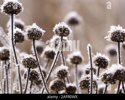 North Sioux City, South Dakota, USA. Dec 16, 2019. Sur un matin brumeux, givre, un dépôt de l'aiguille, comme des cristaux de glace se forment sur le sol ou près du sol par condensation directe à des températures sous le point de congélation, les arbres et les autres végétaux à l'Adams Homestead et préserver la nature dans la région de North Sioux City, Dakota du Sud Lundi, 16 décembre 2019. Credit : Jerry Mennenga/ZUMA/Alamy Fil Live News Banque D'Images