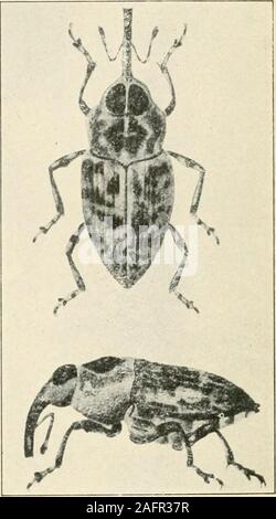 . Un manuel d'insectes dangereux susceptibles d'être introduites aux États-Unis par des importations. Banque D'Images