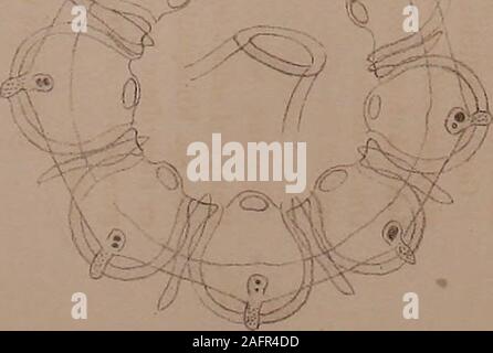 . Mélanges biologiques from natural Bulletin de l'Académie impériale des sciences de Saint Pétersbourg. - 33 - teren Schicksale der Larven im freien Meere oderauf dessen Westfalica konnten daher leider auch werden. nichtverfolgt Meine Zeichnungen, versinnlichen vonFranzius8) die Larven bei den von beobachtetenCanäle Cephea bei den Rhizostomen vorkom - nicht Larven-hommes. Dieselben sind hier nur durch 8 Längsfaltender inneren Haut dargestellt. Auch scheint sich von fürdie9 Semper) bei den Larven von Cephea tuber-als culata "solide" Stränge beschriebenen Gebilde beimeinen Analoguees Larven nichts zu trouver Banque D'Images