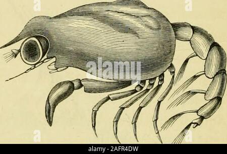 . Les transformations (ou métamorphoses) d'Insectes (Insecta, Myriopodes, arachnides, et crustacés) : être une adaptation, pour les lecteurs français, de M. Émile Blanchard's 'Metamorphoses, moeurs et instincts des insectes ;' et une compilation des œuvres de Newport, Charles Darwin, Spence Bate, Fritz Müller, Packard, Lubbock, Stainton, et d'autres. Banque D'Images