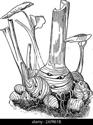 . La nourriture ; sa composition et préparation ; un manuel pour les classes de sciences domestiques. il doit être traité sous l'eau pour whichsal-soda a été ajouté (une cuillère à café pour un litre) ofwater. Ceci est fait pour empêcher le jus de l'outerlayer d'exercer un effet irritant sur les mains. 118. Racines.-Les racines plus couramment utilisés comme foodsare les betteraves, radis, navets, carottes, salsifis, panais andceleriac. Betteraves, carottes et navets, lorsqu'il est utilisé comme sunmier vege-tables, sont les variétés cultivées rapidement et gatheredwhile sont petites. Lorsqu'il est destiné pour l'hiver, ils doivent arriver à maturité ou beallowed ils Banque D'Images