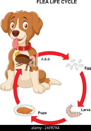 Cycle de vie de brocante Illustration de Vecteur