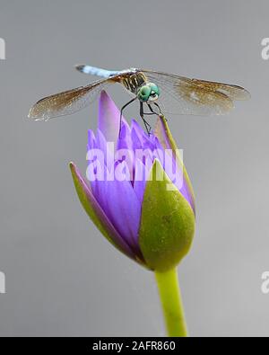 Libellule bleu sur un nénuphar Banque D'Images