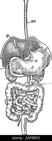 . La nourriture ; sa composition et préparation ; un manuel pour les classes de sciences domestiques. gestion.-digestion est theinsoluble à aliments solubles. Thisprocess a lieu dans l'organisme bien connu comme l'alimen-taire canal, fig. 1. Cette canalmeasures de vingt à vingt-cinq pieds de longueur. Dans ce canalis versé sécrétions d'suchorgans comme les glandes salivaires, thepancreas, et le foie, toutes les aides dont dans le travail de la digestion. Les parties de l'alimentarycanal sont la bouche, l'oesopha-gus, l'estomac, le petit en-testine, et le gros intestin. 12. Travaux de l'AlimentaryCanal.-Chaque pa Banque D'Images