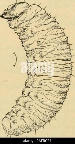 . Un manuel d'insectes dangereux susceptibles d'être introduites aux États-Unis par des importations. Banque D'Images