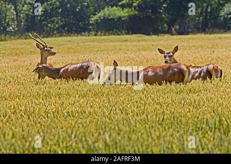 RED DEER (Cervus elaphus). Trois hinds ou femmes, et un cerf immature, homme, à gauche, au milieu d'une récolte sur pied de la maturation du blé. La MI JOURNÉE. Banque D'Images