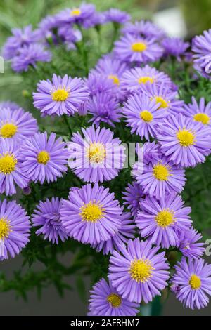 Fleurs d’aster Banque D'Images