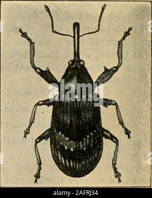 . Un manuel d'insectes dangereux susceptibles d'être introduites aux États-Unis par des importations. a b Fig. 7.-Travaux de charançons Apple : Apple, un blessé par bourgeons Anthonomus pomorum (Henschel) ;^6, appl"root par Leptops par tunnel hopei (Français). Anthonomus pomorum Linnaeus.(à la fleur de Pomme Charançon. Curculionidae ; Coleoptera.) Animateur : pomme, poire. Blessures : souvent très destructeurs pour l'apple.larve nuisible pour les bourgeons et fleurs ; adultfeeds sur les feuilles. Description et biologie : Des profils longueur 3 à4 mm. ; pitch black ou noir, fuscous withashy ; pubescence plus facilement reconnu bypale marque en forme de V sur les élytres. Je apparaissent Banque D'Images