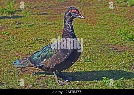 Canard de barbarie mâle ou drake. (Cairina moschata ). Intérieur noir, blanc. Banque D'Images