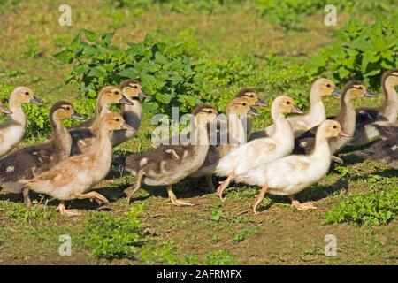 Jeune canard de Barbarie (Cairina moschata). Quatorze jours, les canetons. domestique. Banque D'Images