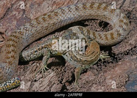 Couleuvre lisse Coronella austriaca) Lézard commun (Zootoca) vipipara comme proie. A faire la queue du lézard, connu comme 'l'autotomie', dans une tentative pour détourner l Banque D'Images