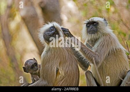 Plaines du Nord animaux singe Semnopithèque ENTELLE GRIS Une femelle se toilette un autre avec bébé. Ranthambhore, Inde. Banque D'Images