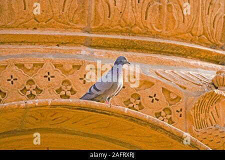 Le pigeon biset (Columba livia), sur un bâtiment en pierre de Jaisalmer, Rajasthan, Inde. Banque D'Images