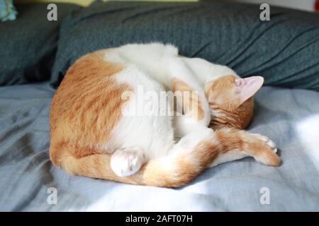 Chat avec le bon sommeil de voitures sa tête Banque D'Images