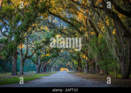 Le site historique de Wormsloe, connu sous le nom de Wormsloe Plantation, est un site historique d'État près de Savannah, en Géorgie, aux États-Unis. Banque D'Images