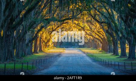 Le site historique de Wormsloe, connu sous le nom de Wormsloe Plantation, est un site historique d'État près de Savannah, en Géorgie, aux États-Unis. Banque D'Images