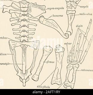 . Les animans et l'homme ; un manuel élémentaire de zoologie et de physiologie humaine. carpelsC--radio-cubitus vertèbre sacrée^ supra-scapula * humérus. -  angle tibio-péroné astragale calcanéum FIG. 9. Squelette du crapaud le jardin. Le Crapaud JARDIN 27 Examiner le cerveau. En face de la vrai cerveau sont theolfactory lobes, le centre nerveux de l'odorat.Le cerveau lui-même est composé de plusieurs parties. Le anteriorportion est constitué de deux pièces de forme allongée, l'hémis-pheres cérébral ; tout juste de retour de ces sont les lobes optiques ou milieu cerveau,composé de deux lobes courts, qui sont suivis par cerebellu thesmall Banque D'Images