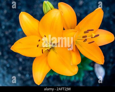 Lys asiatiques orange avec un flou sélectif à Adelaide (Australie) le 13 décembre 2019 Banque D'Images