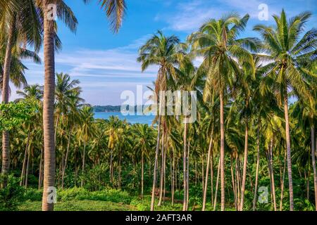 Une plantation de cocotiers avec des dizaines de palmiers, sur une belle île tropicale aux Philippines, où la production de coprah est une industrie importante. Banque D'Images