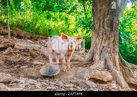 La santé de la jeune cochon en attente d'être nourris sur une île des Philippines, où l'élevage des porcs est une petite entreprise populaires pour les familles rurales. Banque D'Images