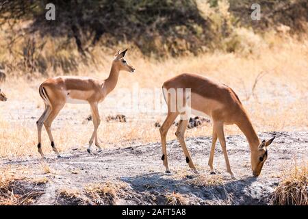 Femelle Impala mangeant dans le Bush, réserve de gibier Moremi, delta d'Okavango, Botswana, Afrique australe, Afrique Banque D'Images