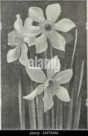 . Farquhar's : 1921 catalogue automne. j'Narcisse Incomparabilis, Sir Watkin. Narcisse, Leedsii Minnie Hume. INCOMPARABILIS JONQUILLES. {Narcissus Incomparabilis.) GRAND CALICE.PRIT OU STAR narcisses. Tasse de mesure de la Couronne ou d'un tiers à peu près égal la longueurde tépales. Autocrate. Grand périanthe jaune ; jaune coupe-bas, large et bien développé Frank Miles. Belle variété de soft, clearyellow ; périanthe torsadée gloria mundi. Une grande fleur avec yellowperianth ; claire et large, bien développé-orange tasse rouge Lucifer. Blanc ; périanthe tasse un intense, glowingorange-Sim rouge Banque D'Images