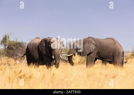 Éléphants mangeant de l'herbe, réserve de gibier de Moremi, delta d'Okavango, Botswana, Afrique australe, Afrique Banque D'Images