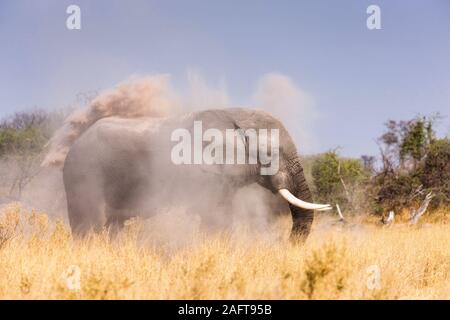 Éléphants manger et prendre des bains de poussière, Moremi Game Reserve, delta d'Okavango, Botswana, Afrique australe, Afrique Banque D'Images