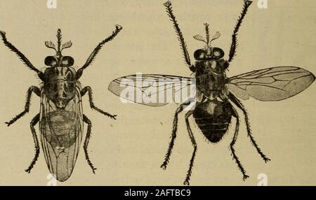 . Diagnostic médical pour l'étudiant et le praticien. Fig. 577.-Glossina morsitans. La mouche tsé-tsé. Émetteur de T.. rhodesinsi (Doflein.). Fig.578.-Glossina palpalis. La mouche tsé-tsé. Émetteur de T. gambiense. (Doflein.) Banque D'Images