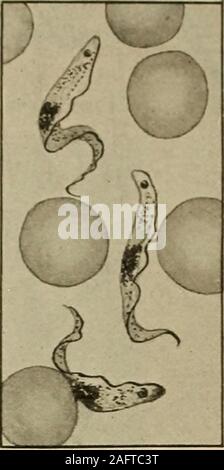 . Diagnostic médical pour l'étudiant et le praticien. Fig. 574. - Strongy-loides intestinalis. (A)femme rhabditiformlarva, (b), (c) larve filiformes.{Après Br ami.). Fig. 575.-Trypa-nosoma gambiensis.{Dutton et Laveran.) Banque D'Images