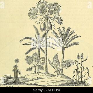 . Geological magazine. Fig. 9. Sequoia Langsdorji fromEixhoft cône : a. ; b. section longitudinale avec des semences ; c.section transversale ; d. e. les semences ; fleurs femelles.à partir du Groenland, 70° N. lat. (Heer, fig. 158b,p. 329.) critiques s Primceval^Heer-Monde de la Suisse. 87 Brown-charbon de Bonn et dans le Miocène lignites de Bovey Tracey,et son origine remonte aussi loin que la période crétacée.Au moins 12 espèces de palmiers ont été rencontré dans SwissMiocene les dépôts.. Fig. 10. Palmiers, etc. de la Suisse, restauré à partir de leurs feuilles. 1. Le sabal majeure, Ung. sp. 2. Phenicites spectabilis, Ung. 3. Flab Banque D'Images