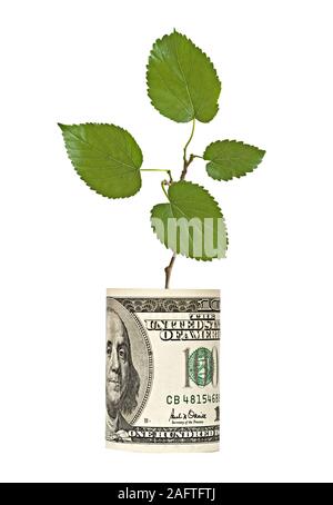 L'analyse de l'arbre de croissance dollar bill Banque D'Images