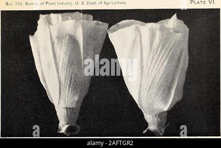 . Une étude de la diversité dans des draps en coton égyptien. Capsules et bractées de Egyptian-Upland withStrong coton hybride de ressemblance avec les parents. (Grandeur nature.) Bui. 156, Bureau de l'industrie des végétaux, U.S. Dept. of Agriculture. Fig. 1-fleur de coton égyptien et fleur d'Egyptian-Upland hybride. (Grandeur nature.) Banque D'Images