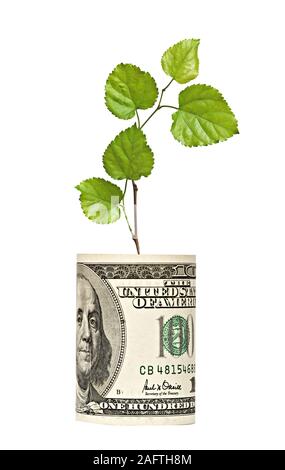 L'analyse de l'arbre de croissance dollar bill Banque D'Images