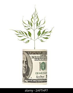 L'analyse de l'arbre de croissance dollar bill Banque D'Images