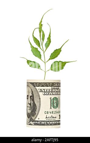 L'analyse de l'arbre de croissance dollar bill Banque D'Images