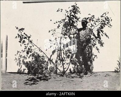 . Une étude de la diversité dans des draps en coton égyptien. Fig. 1-usine productive modérément de coton égyptien, avec BothVegetative Branches fructifères et bien développé.. Fig. 2.-Plante très productive en coton égyptien, d'abondantes Branches fructifères. Bui. 156, Bureau de l'industrie des végétaux, U.S. Dept. of Agriculture. Plate Banque D'Images