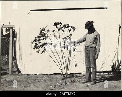 . Une étude de la diversité dans des draps en coton égyptien. Fig. 1.-fertile plante de coton égyptien, Central Fort Long Stalkand montrant les branches fructifères.. Fig. 2-plantes de type improductif de coton égyptien, montrant NumerousVegetative et très petites branches Branches fructifères. Bui. 156, Bureau de l'industrie des végétaux, U.S. Dept. of Agriculture. Planche II Banque D'Images