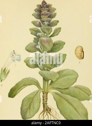 . Photo par nordens flora. SKJOLDDRAGER, scutellaria galericulata. 103. M !(>f&Lt ;^<V ?<s^^. ?5. PYRAMIDE-LAEBELØS, Ajuga pyramidalis.  ? BORTZELLS STHIJ B-fiA-^ 104 Banque D'Images