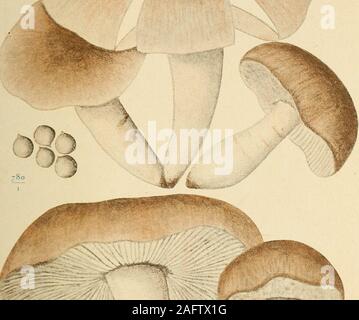 . Annales de la Société des sciences naturelles de la Charente- Maritime. Armiilaria irreperla G., Bernard. - 9 - Coprinus sociatus Fr. Chàtelaillon. Eté. Hydrophorus - Bull. La Rochelle, sur une plate-bande de jardin. Janvier.Cortinarius infractus Fr. Mervent. Automne. - Multiformis Fr. Saint-Jean-dAngle. Automne. - Calochrous Fr. Mervent. Automne. - Schaeff coeruleus. Mervent. Automne. Sanguineus - Fr. Mervent. Automne. - Miltinus Fr. Saint-Christophe. Automne. Semisanguineus - Brig. Saint-Jean-dAngle. Au- tomne. - Croceus Schaff. Breuil-Magné. Automne. - Palcaceus Weinm. Mervent. Automne. - Banque D'Images