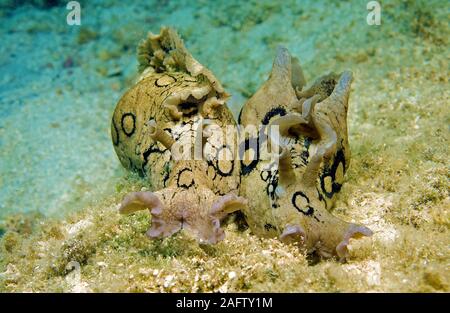 Ringel-Seehase (Aplysia dactylomela), Kas, Lykien, Spanien | Grands-spotted, lièvre de mer le lièvre de mer tacheté (Aplysia dactylomela), paire, Kas, Lykia, Turquie Banque D'Images