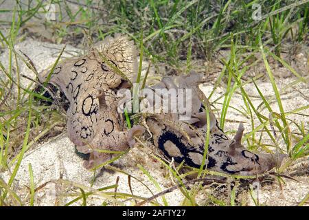 Ringel-Seehase (Aplysia dactylomela), Kas, Lykien, Spanien | Grands-spotted, lièvre de mer le lièvre de mer tacheté (Aplysia dactylomela), paire, Kas, Lykia, Turquie Banque D'Images