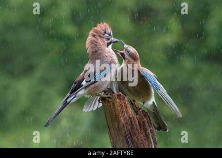 Jays eurasien (Garrulus glandarius) sur poteau en bois, sous la pluie, les jeunes oiseaux oiseaux vieux mendiant, Basse-Saxe, Allemagne Banque D'Images