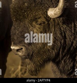 Le 24 septembre 2019, CUSTER STATE PARK, SOUTH DAKOTA - connu sous le nom de Buffalo Bisons Amerian Banque D'Images